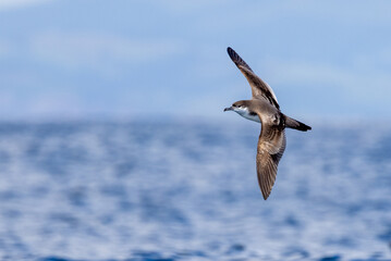 Buller's Shearwater in Australasian Waters