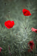 Naklejka premium Red poppy flower in a summer field
