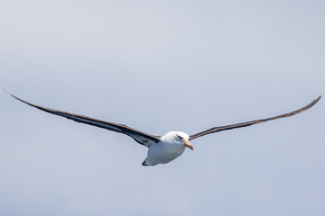 Campbell Mollymawk Albatross in New Zealand
