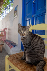 cat on the street, Greece 