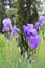 iris flowers in the garden