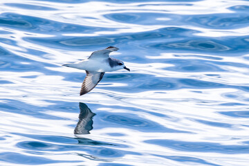 Cook's Petrel in New Zealand Waters