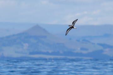 Mottled Petrel in New Zealand Waters