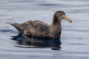 Northern Giant Petrel in Australasia