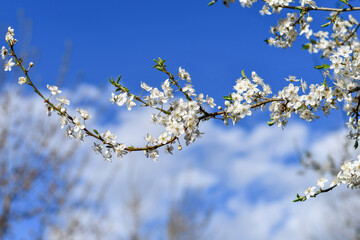 Branch of blooming spring tree on blue sky background.