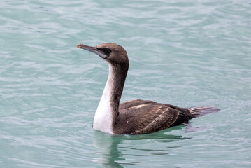 Otago Shag Endemic to New Zealand