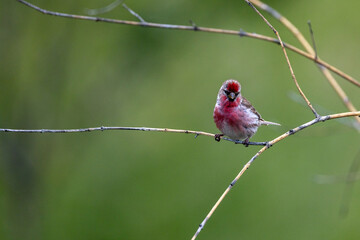 Lesser Redpoll, Common European Finch
