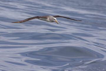 Salvin's Mollymawk Albatross in New Zealand