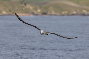Salvin's Mollymawk Albatross in New Zealand