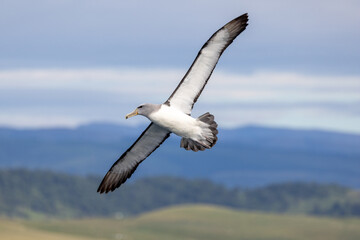 Salvin's Mollymawk Albatross in New Zealand