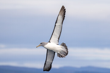 Salvin's Mollymawk Albatross in New Zealand