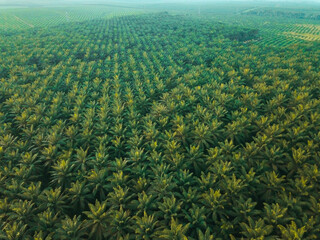 Aerial drone view from high angle of oil palm trees plantations in Melaka, Malaysia. Palm oil industry concept.