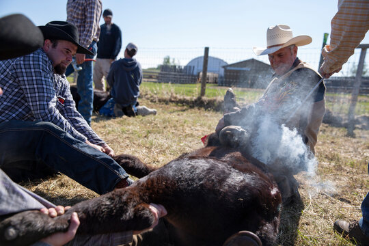 Cattle Ranchers Branding Cow