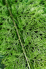 Naklejka na ściany i meble Close-up of a fern leaf outdoors in nature. 