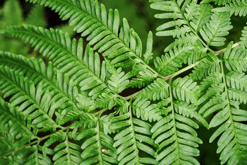 Close-up of a fern leaf outdoors in nature.
