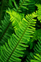 Close-up of a fern leaf outdoors in nature.
