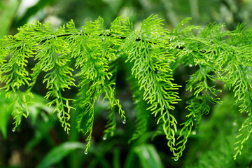 Close-up of a fern leaf outdoors in nature.
