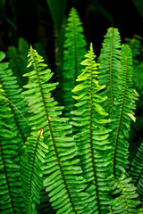 Close-up of a fern leaf outdoors in nature.
