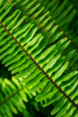 Close-up of a fern leaf outdoors in nature.
