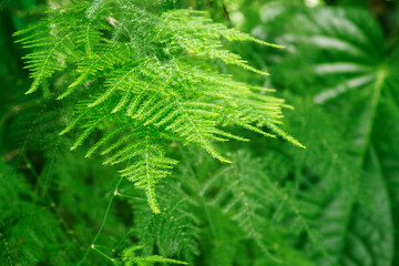 Close-up of a fern leaf outdoors in nature.
