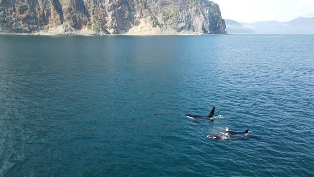 killer whales float to the surface of the ocean