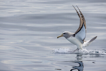 Fototapeta na wymiar Salvin's Mollymawk Albatross in New Zealand
