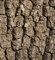 Detail of tree bark in nature.