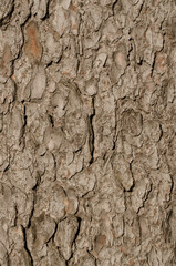 Detail of tree bark in nature.