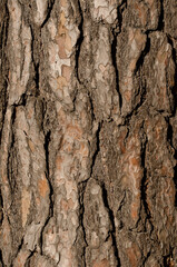 Detail of tree bark in nature.