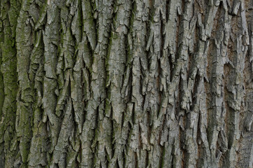 Detail of tree bark in nature.