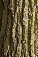 Detail of tree bark in nature.