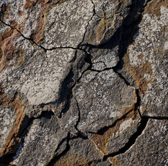 Detail of tree bark in nature.