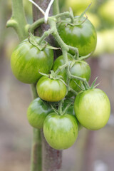 Ripe tomato plant growing in greenhouse. Tasty green tomatoes. Branch of fresh tomatoes hanging on trees in organic farm. Autumn . Harvest Concept. Fresh organic vegetables. Healthy eating