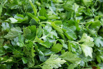 Fresh green parsley. Food background.