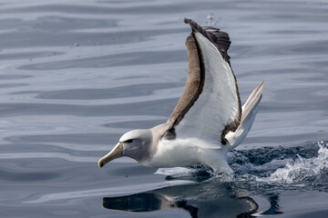 Salvin's Mollymawy Albatross in Australasia