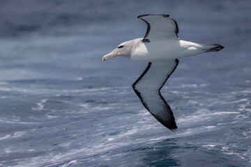 Fototapeta na wymiar Salvin's Mollymawy Albatross in Australasia
