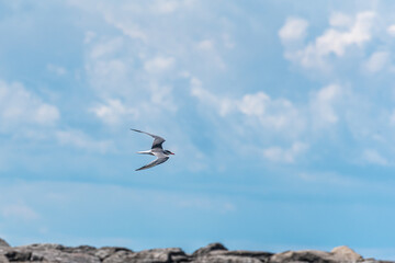Caspian tern
