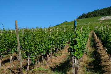 Fototapeta na wymiar FU 2020-06-21 Ahrtour ruck 15 Mehrere Weinpflanzen an einem Berg stehen in einer Reihe