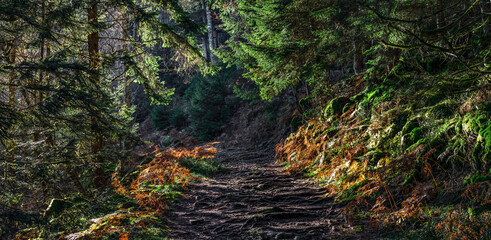 Bright autumn colors in the Vosges mountains. Alsace.