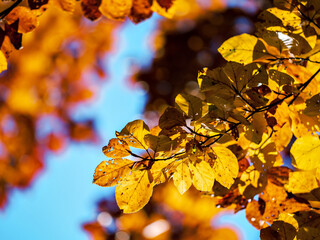 Bright autumn colors in the Vosges mountains. Alsace.