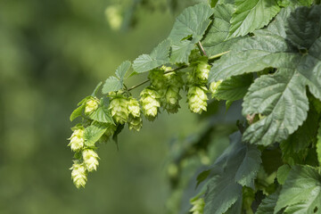 detail of hop cones in the hop field, SAAZ HOPS