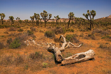 Joshua Tree National Park