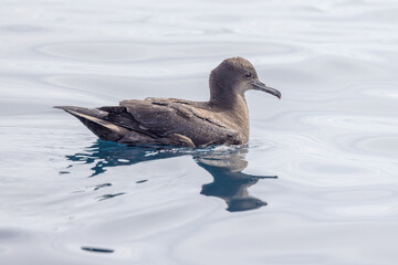 Short-tailed Shearwater in Australasian Waters