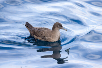 Short-tailed Shearwater in Australasian Waters