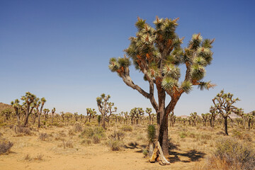 Joshua Tree National Park