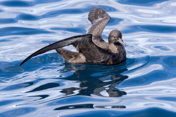 Short-tailed Shearwater in Australasian Waters