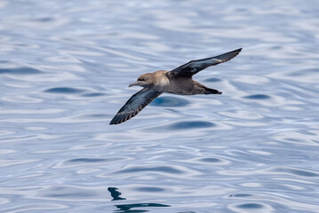 Short-tailed Shearwater in Australasian Waters