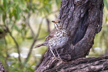 European Song Thrush in New Zealand