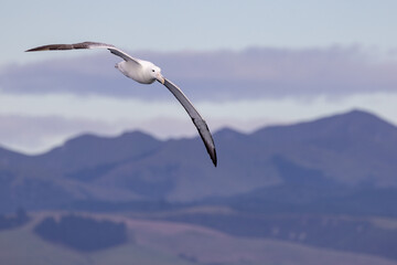 Southern Royal Albatross in Australasia