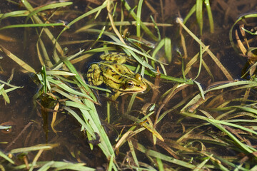 Frog in the water in a flood meadow in the floodplain of the river. Reflection in the water.